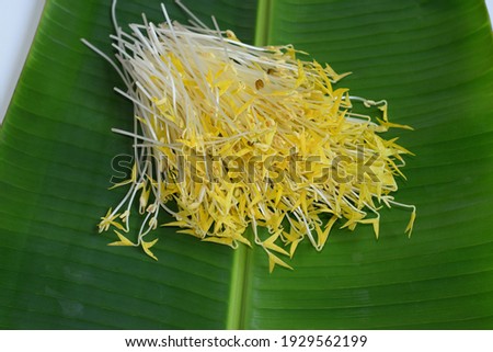 Organic vegetable,raw mung bean sprout,seedling or sapling on green banana leaf.Eaten raw or cooked,high nutritious,hair growth,rich in digestible energy,vitamins,minerals,amino acids 