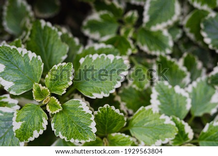 A closeup shot of a botanical plant leaves  Green leaf with white edges, background picture