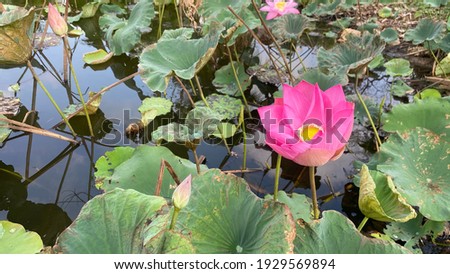 Pink lotus flowers are blooming in the pond.