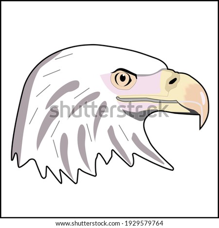 American Great Eagle Head with The Sharp Beak