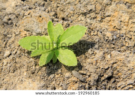 weed in the ground, closeup of pictures