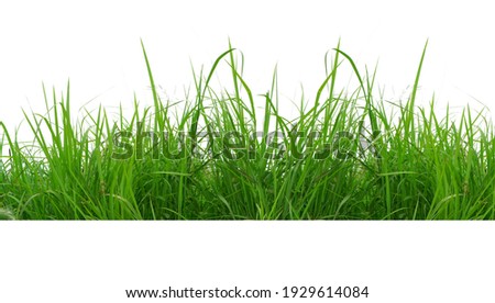 Green Grass Border isolated on white background.The collection of grass.(Manila Grass)The grass is native to Thailand is very popular in the front yard.
