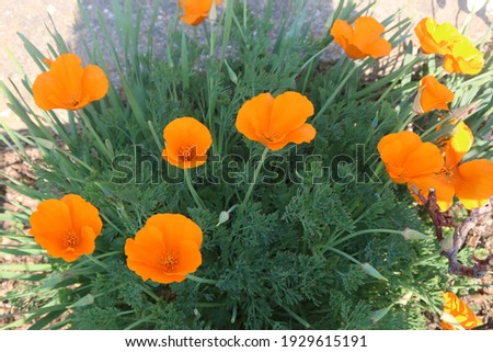 Poppy flowers picture taken in the field