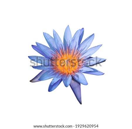 Nymphaea, Water lily, Lotus, the side of light blue lotus flowers isolated on white background. Single head water lily flowers.
