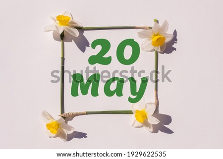May 20th. Day 20 of month, calendar date. Frame from flowers of a narcissus on a light background, pattern. View from above. Spring month, day of the year concept