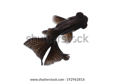 Black Moor Goldfish isolated top view on white background 