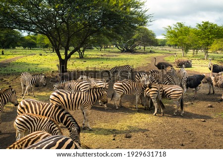 Herd of zebras and ostrich in the wild in park on Mauritius