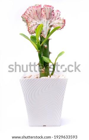 Pink cactus isolated on white background, Cactus or Cacti flower tropical home plants in white background.