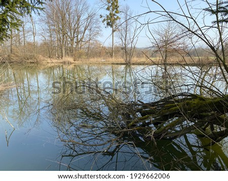 Gizlen pond (Gizlen Weiher) next to the natural protection zone Aargau Reuss river plain (Naturschutzzone Aargauische Auen in der Reussebene), Aristau - Switzerland (Schweiz)