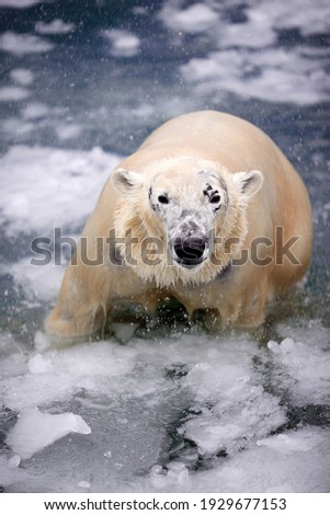 polar bear in the ice
