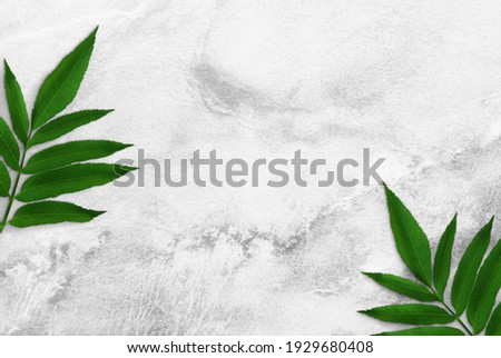 Two tree branches with green leaves at the edges on a concrete table. Old white and gray concrete background. Advertising board, poster mockup for your design. Flat lay, top view, copy space