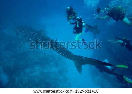 A group of people diving with whale sharks. Maldives