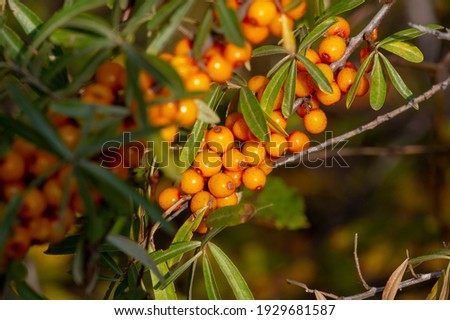 Sea buckthorn, shallow depth of field blurred. The use of juices, compotes, wines, sea buckthorn oil. This oil is used in medicine and cosmetology, it is part of lotions, ointments, medicines. Royalty-Free Stock Photo #1929681587