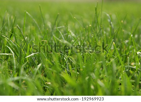 Natural grass background with bokeh. Selective focus in the center.