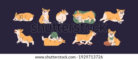 Set of cute little corgis playing, lying, sleeping and running. Funny active dog or puppy. Front, back and side view of adorable crazy doggy. Colored flat vector isolated illustration of happy pet