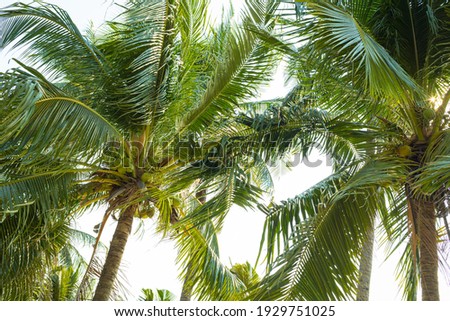 coconut tree on the beach nature background