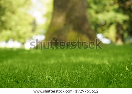 fresh Green grass natural blurred background. springtime season.  Beautiful landscape in  green grass meadow field. public park. spring time  season. tree trunk in forest. new life. beauty in nature.