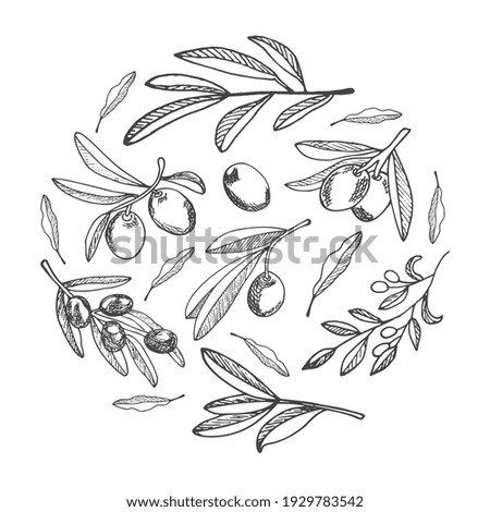 A set of olives arranged in a circle. Illustration for the design of Italian cuisine, packaging for food, cosmetic products with extra virgin oil. Royalty-Free Stock Photo #1929783542