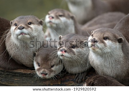 Family of otters on the tree.