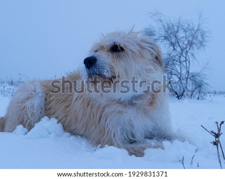 A closeup shot of a big dog in the snowy landscape