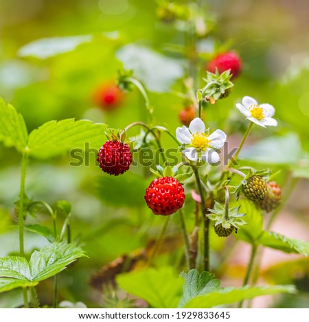 Red and green strawberry berries with white flowers in wild meadow, close up. Wild strawberries bush in forest, macro, closeup Royalty-Free Stock Photo #1929833645