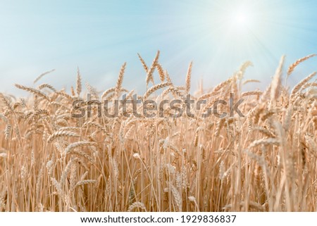 Ripe wheat field against blue sky argicultural background Royalty-Free Stock Photo #1929836837