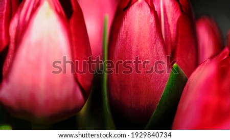 Tulips texture. Bright red tulips on a background of green leaves close-up. Detailed photo of flowers. Happy International Women's Day