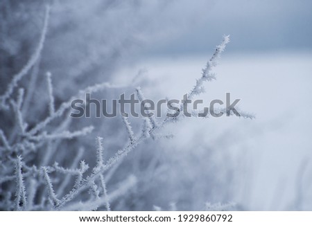 tree branches in the snow from frost on a winter day 