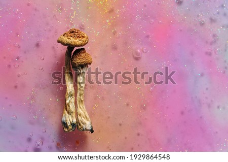 Psilocybin mushrooms on pink bright colorful background. Psychedelic magic mushrooms Golden Teacher. Cosmic consciousness, magic trip. Microdosing concept. Royalty-Free Stock Photo #1929864548