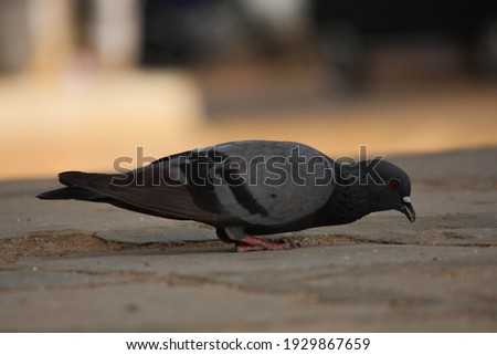 A stock dove , pigeon on the ground