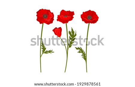 Scarlet Poppy as Herbaceous Flowering Plant on Thin Stem with Green Leaves Vector Set Royalty-Free Stock Photo #1929878561