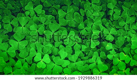 Green clover field as St Patrick's Day background
