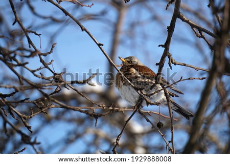           A field thrush in the tree                     