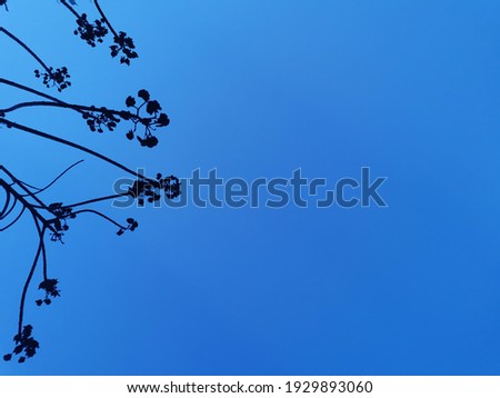 blurred top of tree on blue sky background, picture for Background ​texture with​ advertising​ work or wallpapers art work with selective focus on 