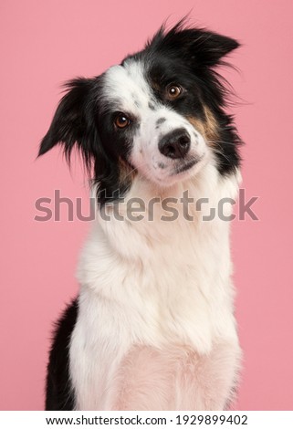 Portrait of border collie looking in a camera on a pink background