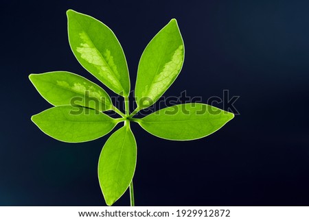 Dark green leaves in the dark blue background. Natural background and wallpaper.