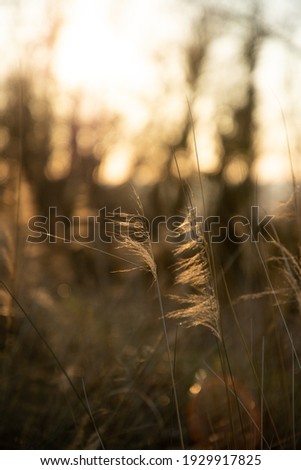 Blade of grass in setting sun 