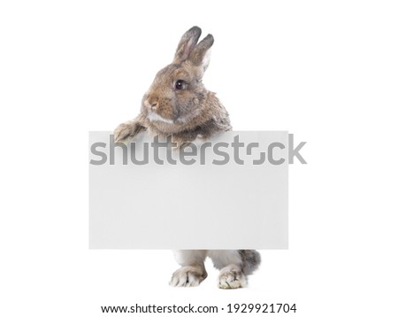 brown bunny holding an advertising board for your lettering isolated on white background
