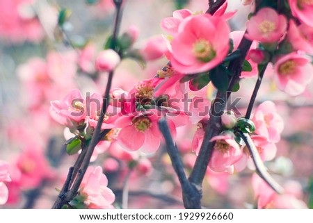 Tender touch of spring nature - bright and soft pink cherry tree in blossom