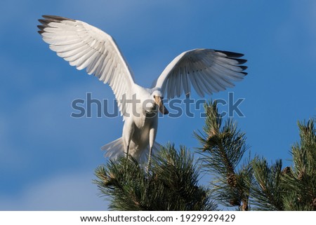 Time to fly out. 
A young spoonbill tries to fly for the first time against a blue sky.