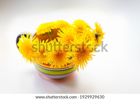 Fresh Yellow dandelion in bright cup 