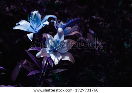 Blue lily flowers close up nature background