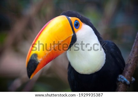 Close up of a beautiful toco toucan (Ramphastos toco)