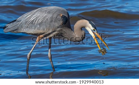 Great Blue Heron with a fish catch Royalty-Free Stock Photo #1929940013