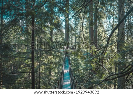 Pictures of an old growth forrest outside Vancouver, British Columbia, Canada. 