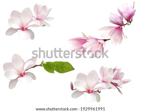 magnolia tree in full bloom in the garden