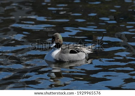 wild pintail in the pond , Ueno , Japan