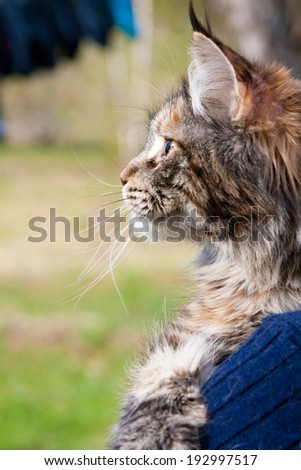 Three-colored Maine Coon