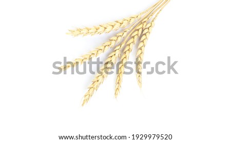 Golden wheat on a white background. Close up of ripe ears of wheat. Royalty-Free Stock Photo #1929979520