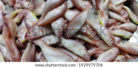 closeup pink perch fishes in market. For selling .